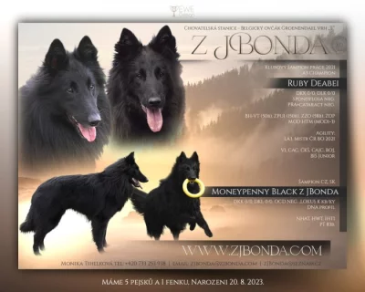 Belgický ovčák -Groenedael