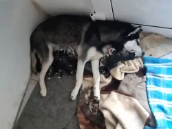 štěňátka sibiřkeho husky