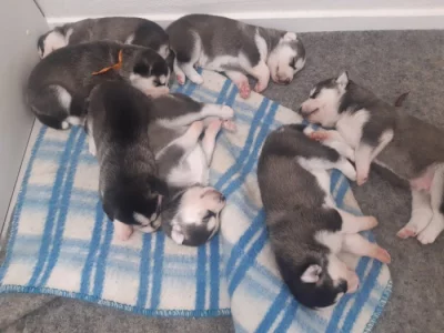 štěňátka sibiřkeho husky