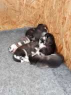 štěňátka sibiřkeho husky