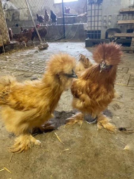 Hedvabníčky velké žluté vousaté