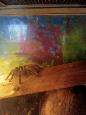 Prodám brachypelma albopilosa