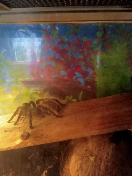 Prodám brachypelma albopilosa
