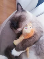 Nabidka krytí ragdoll seal mitted bez PP