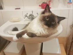 Nabidka krytí ragdoll seal mitted bez PP