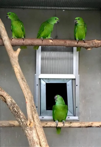 Amazoňan žlutokrký(auropalliata)
