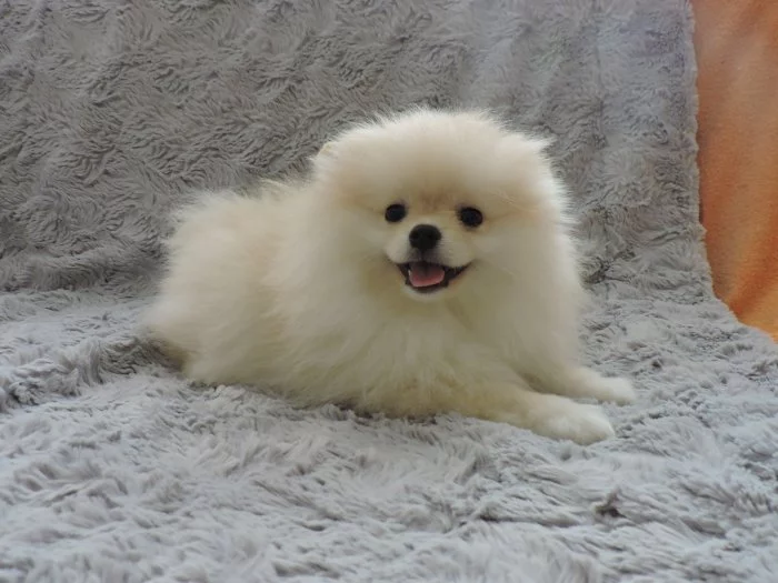Pomeranian s PP FCI