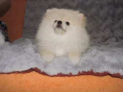Pomeranian s PP FCI