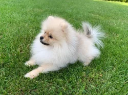 Pomeranian s PP