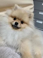 Pomeranian s PP