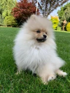 Pomeranian s PP