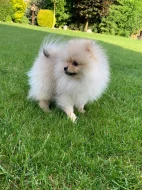 Pomeranian s PP
