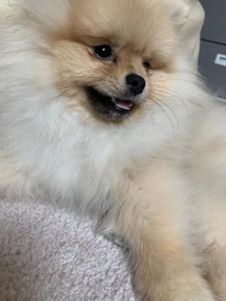 Pomeranian s PP