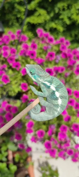 Chameleon FURCIFER PARDALIS Ambanja