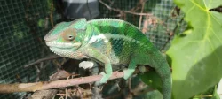 Chameleon FURCIFER PARDALIS Ambanja