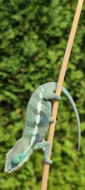 Chameleon FURCIFER PARDALIS Ambanja