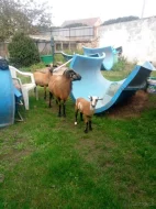 Prodám stádo ovcí