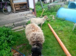 Prodám stádo ovcí