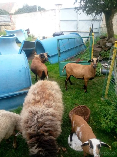 Prodám stádo ovcí