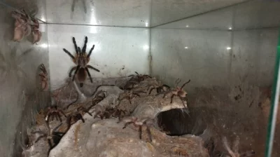 Mladé Monocentropus Balfouri