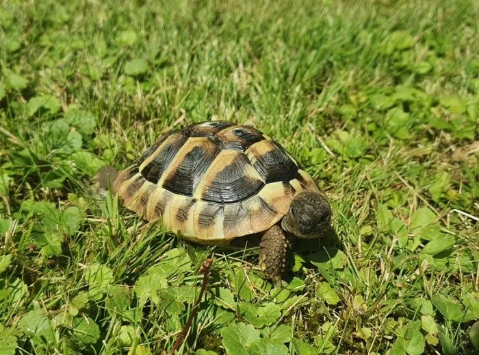Prodám želvu zelenavou, 2 roky