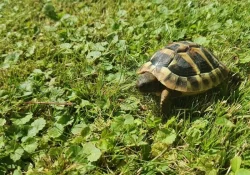 Prodám želvu zelenavou, 2 roky