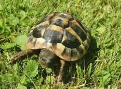 Prodám želvu zelenavou, 2 roky