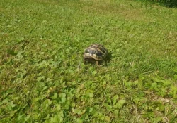 Prodám želvu zelenavou, 2 roky