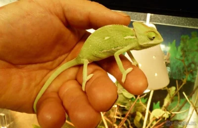 Chameleon jemenský (Chamaeleo calyptratus)