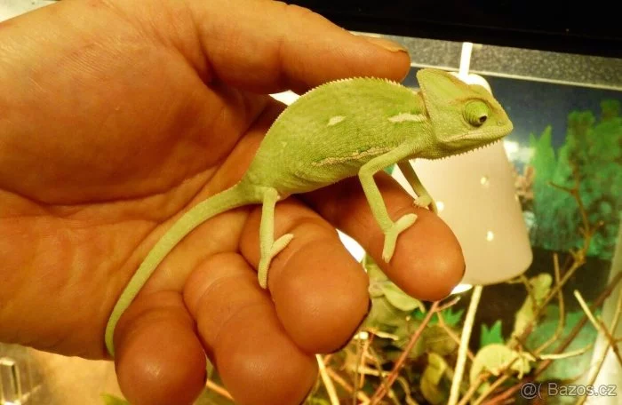 Chameleon jemenský (Chamaeleo calyptratus)