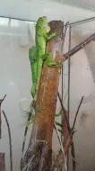 Leguán zelený (Iguana iguana)