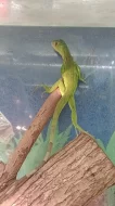 Leguán zelený (Iguana iguana)