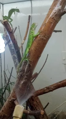 Leguán zelený (Iguana iguana)