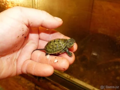 Želva čínksá (Mauremys sinensis) vlastní odchov