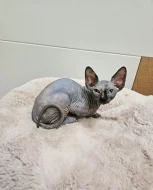 Kanadský sphynx kočička