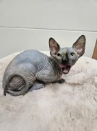 Kanadský sphynx kočička