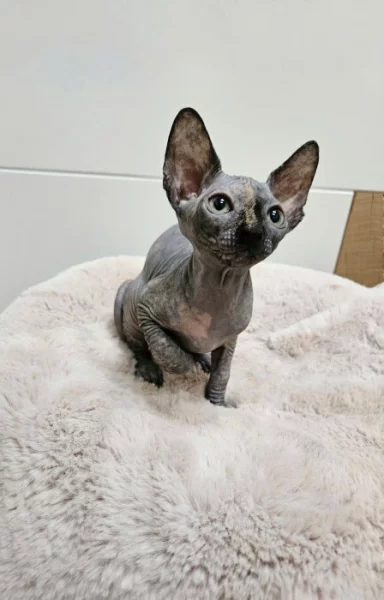 Kanadský sphynx kočička