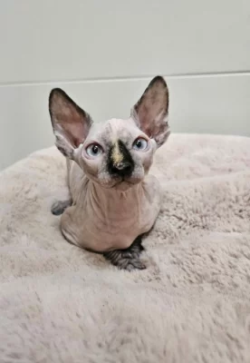 Kanadský sphynx