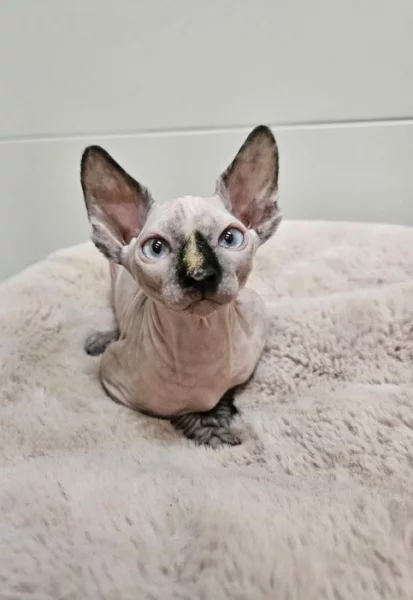 Kanadský sphynx