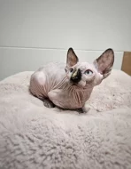 Kanadský sphynx