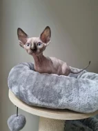 Kanadský sphynx