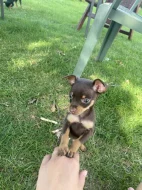 Pražský krysařík