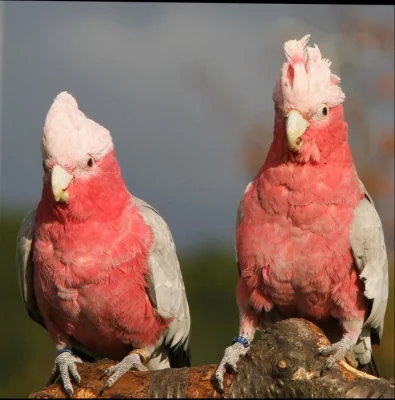 Ručně dokrmená mláďata Kakadu růžový