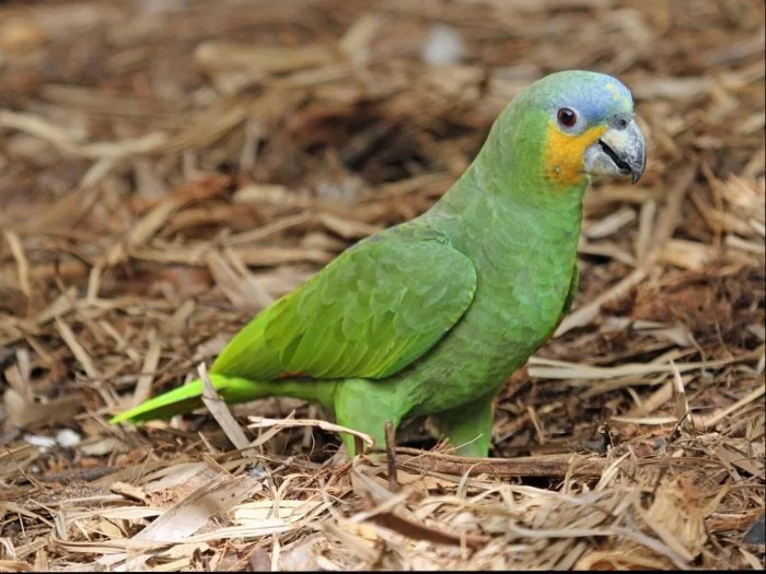 Ručně dokrmená mláďata Amazoňan venezuelský