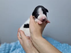 Whippet / Vipet s PP