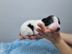 Whippet / Vipet s PP