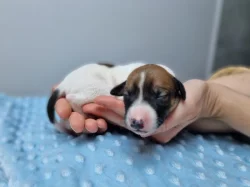 Whippet / Vipet s PP