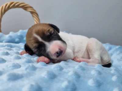 Whippet / Vipet s PP
