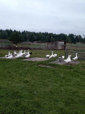 Prodám husy