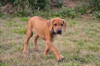 Chcete mne? skoro 4měs. štěně - pes rhodes. ridgebacka
